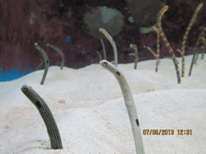 Aquarium